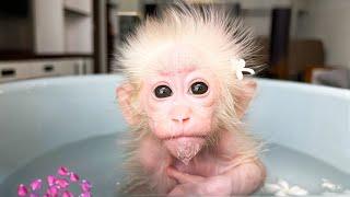 Monkey Baby Molly plays with water causing Dad to be reprimanded by the brother