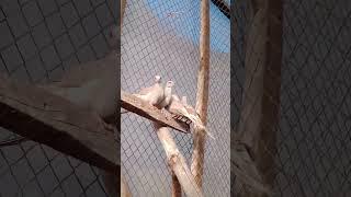 My new diamond doves | diamond dove breeding | introduce diamond doves | #youtubeshorts #diamonddove