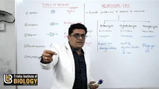 TYPES OF NEURON AND NEUROGLIAL CELL: NEURONAL CONTROL AND CO-ORDINATION (NEET/AIIMS)