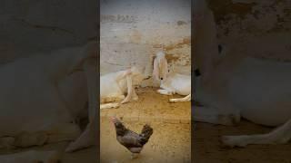 Gulabi bakra and bakri video mashallah  #goat  #foryou #goatlovers #goatlovers #animals #bakri #li