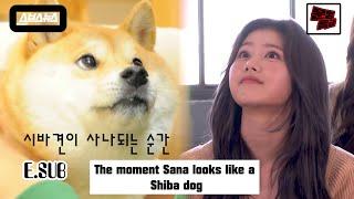 Shiba dog-like SANA E.SUB