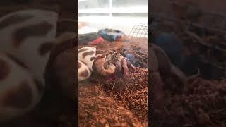 purple pincher hermit crab changing shells