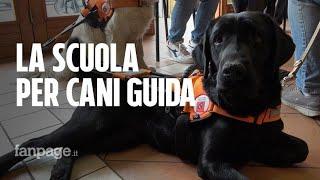 Dentro la Scuola Nazionale Cani Guida per Ciechi: "Il nostro metodo? Gentile e senza punizioni"