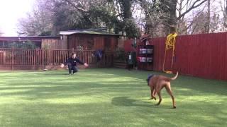 Royvon Dog Hotels and Boarding and Training