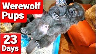 Werewolf Puppies Playing - Beautiful Lycan Shepherd Puppies