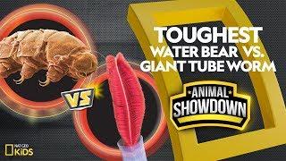 Water Bear vs. Giant Tube Worm: Battle for the Toughest | Animal Showdown