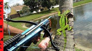 CROSS-BOW FISHING for IGUANAS! **Cold Iguanas Falling out of Trees**