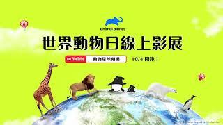 世界動物日線上影展 10月4日 正式開跑！｜動物星球頻道