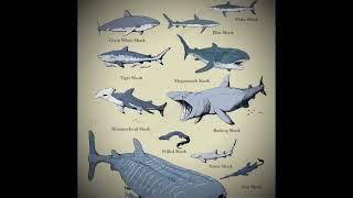 I love basking sharks