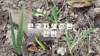 #한국춘란 오늘은#산반밭에서 놀다 옵니다#난초랑