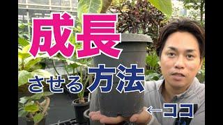 観葉植物を大きくする方法②【観葉植物】【ゴムの木】【曲げ】