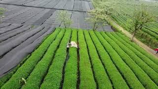 Two Men Tea Picking Harvesting Machine