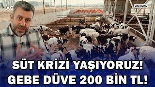 "Türkiye'de Gebe Düve Yok Süt Krizi Yaşıyoruz" / Verimli Çiftlikler