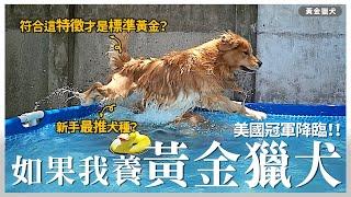 如果我養...黃金獵犬！為何適合當工作犬？熊爸最推新手飼養？伙食費真的驚人？｜熊爸估狗