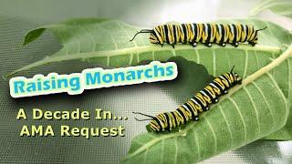 Raising Monarchs - A Decade In... AMA Request