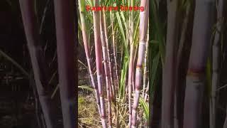 sugarcane farming #viral #mp#youtube#publication #reaction#kheti with Rajesh kushwah
