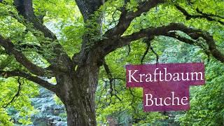 Kraftbaum Buche - Baum des Wissens und der Weisheit