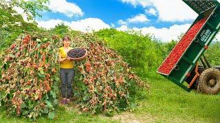 Harvesting Strawberries with Phuong Free Bushcraft and Selling Them at the Market