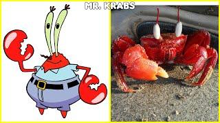 SpongeBob SquarePants Characters In Real Life 2024