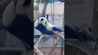 This is the video that Panda Xiao Bai Tian most wants to delete on the entire Internet #viralvideo