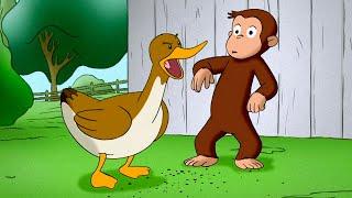 George and the Ducklings  Curious George  Animal Friends