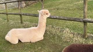 Can alpacas have friends?