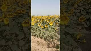 Arham vlog #shorts #youtubeshorts #ytshorts #sunflower #trending #shortsviral