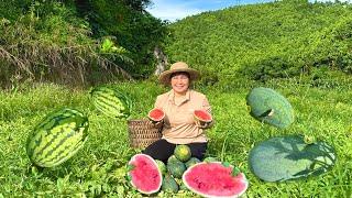 Harvest succulent watermelons - Thanh farm life