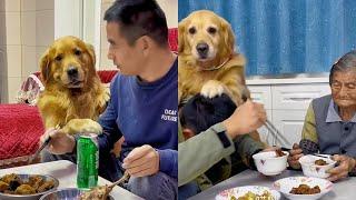 Golden Retriever Doudou teaches naughty old man again️ #聪明旺豆豆 #金毛豆豆 #金毛