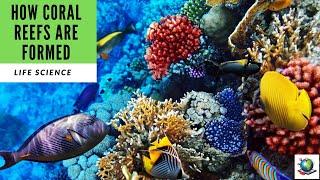 How Coral Reefs Are Formed -  Preview