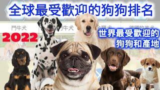 2022年全球最受歡迎的犬種排行榜 第一名是牠 | 最受歡迎的狗狗是哪一品種 | 世界最受歡迎的犬種和產地