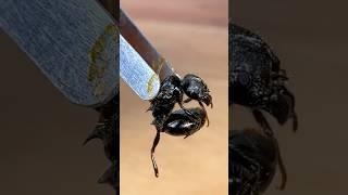 My QUEEN Ant SURVIVED!! (But how…)