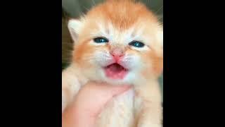 cute baby cat crying videos | OMG So Cute Cats  Best Funny Cat Videos #09