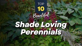 10 Beautiful Shade Loving Perennials  Planting Under Trees