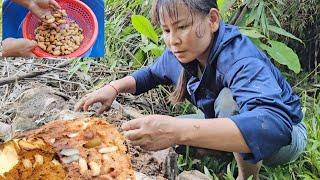 Discovered many fat insects in the rotting palm tree