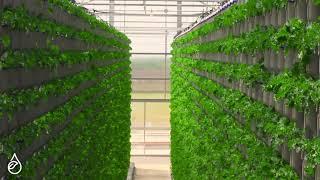 Eden Green Technology - Smart Vertical Greenhouse & Sustainable AgTech