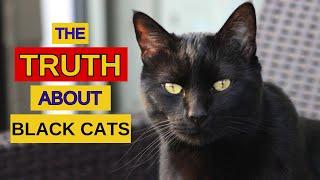 SURPRISING FACTS about BLACK CATS!!! ‍⬛