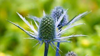 Growing Eryngium Blue Sea Holly from Bare Roots