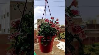 hanging balcony garden lovely flowers