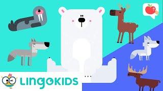 POLAR ANIMALS Vocabulary ️| VOCABULARY, SONGS and GAMES | Lingokids