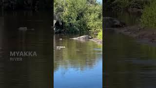 BIGGEST #ALLIGATOR I’VE EVER SEEN  #Florida #Kayaking #MyakkaRiver #Shorts #FloridaWildlife