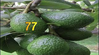 avocado@Bulshotv @suxufiraan3035@ogaansho@suxufi raan channal@HAMAR ADE TV@HAMAR ADE TV