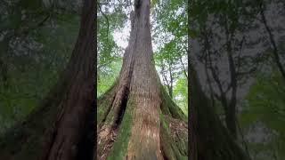 阿里山巨木棧道｜Alishan giant trees plank road #旅行喵 #阿里山 #阿里山車站 #阿里山小火車 #Alishan