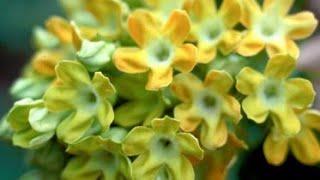 கொடி சம்பங்கி- kodi sampangi poo- tonkin jasmin flower/ string green sambangi plant/yellow sampangi