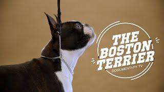 Boston Terriers: The American Gentlemen of the Dog World