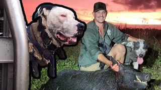 MORNING CROP BOARS- helping the younger dogs to pick up boar scent from the ute