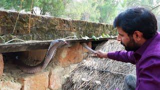 जब अचानक जहरीला कोबरा ने बहुत तेजी से किया अटैक, फिर कैसे क्या हुआ। Dangerous Cobra Snake Rescue