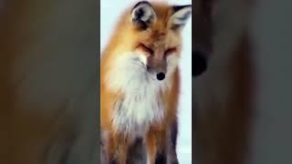 fox #animal #nature #cat #dog #beautiful #trend #top #song #cute