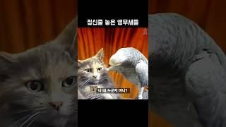 정신줄 놓은 앵무새들