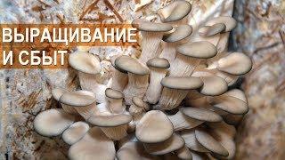 Вешенка. Выращивание и сбыт. Фермер Олег Топорков. Агрофирма "Грибы "Урала"